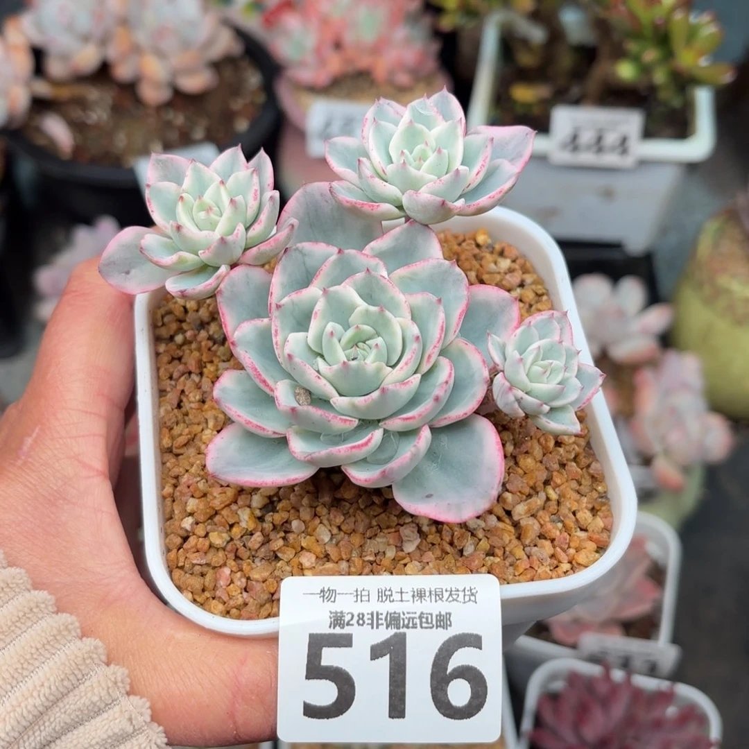 黄桃锦无盆土发货