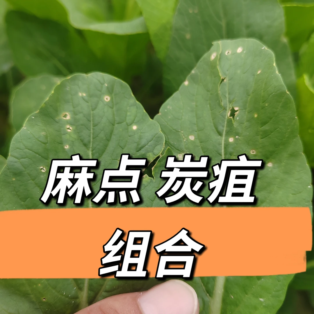 麻点炭疽方案李生说农