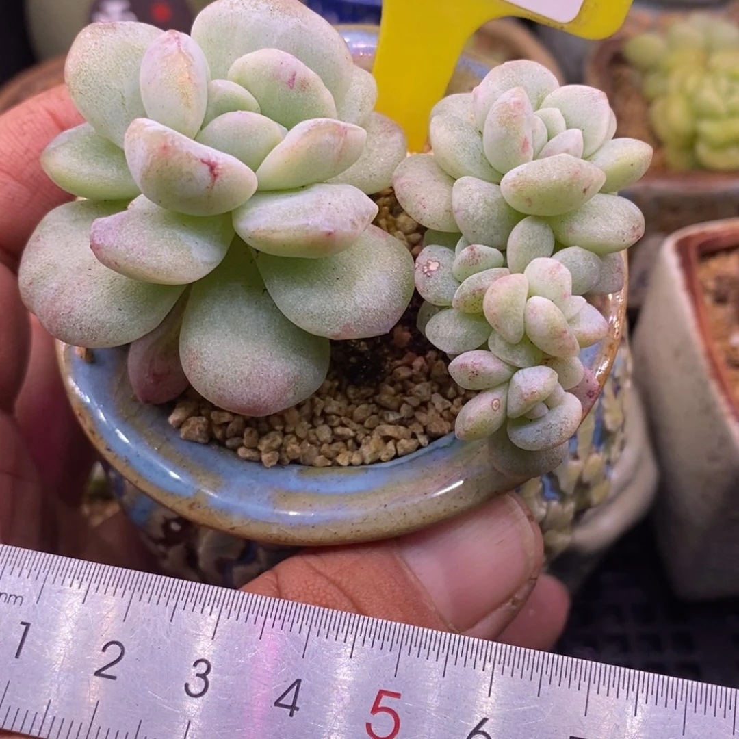 416冰玉石化小树，多肉……