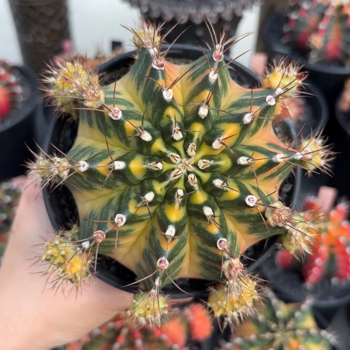 泰国米哈太阳后裔R009-0103