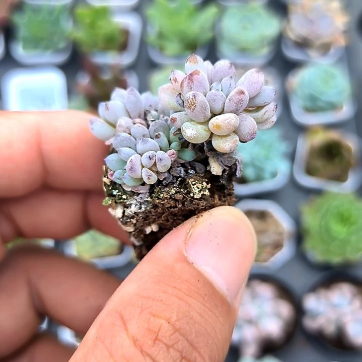 蓝豆老苗，满5元包邮，