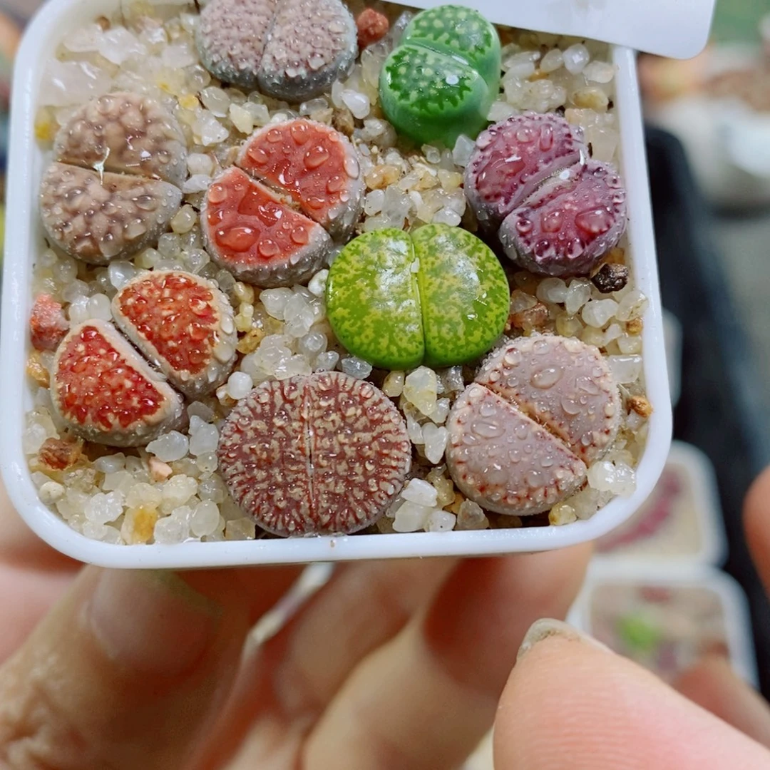 生石花花花花花花花花花花花花花954