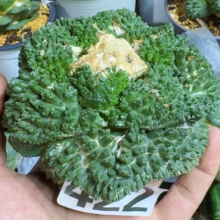 无花朵.**z福利自根哥斯拉422