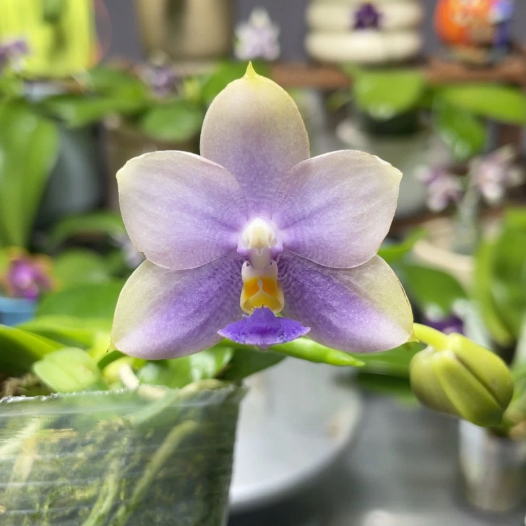 完全开放双11特惠