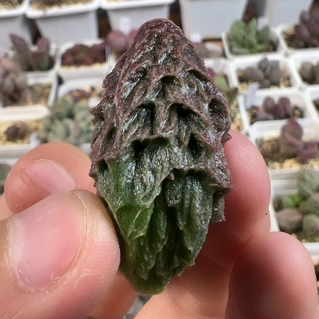 茶 龙头型卡洛琳大叶