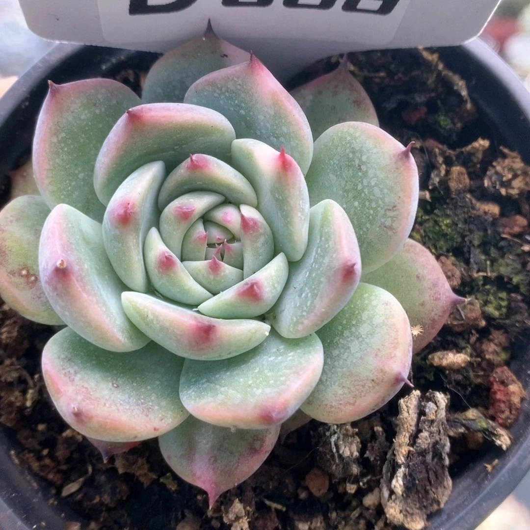 068吉娃娃锦哈哈哈哈哈哈