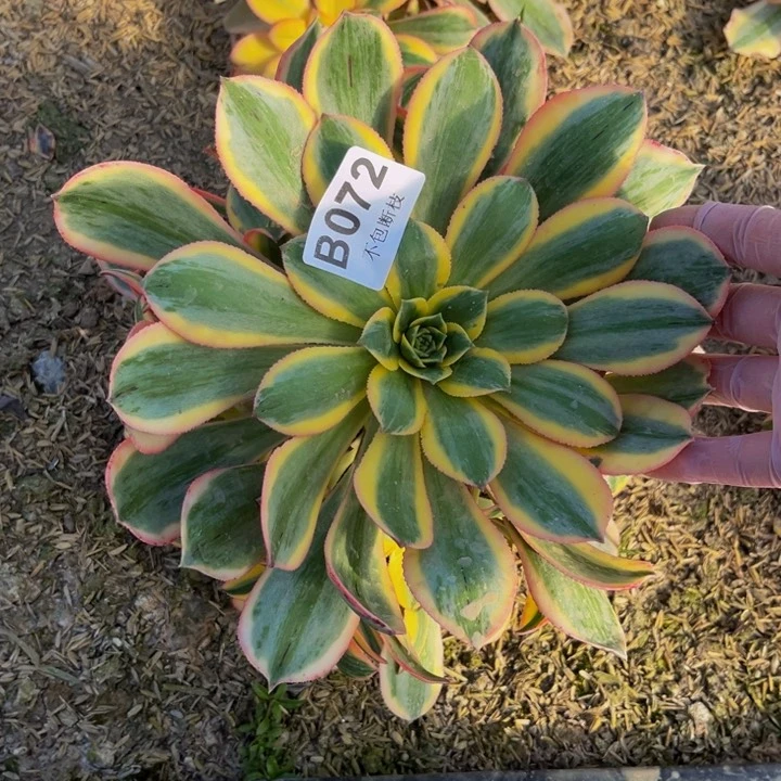 072灿烂多肉法师不包断枝