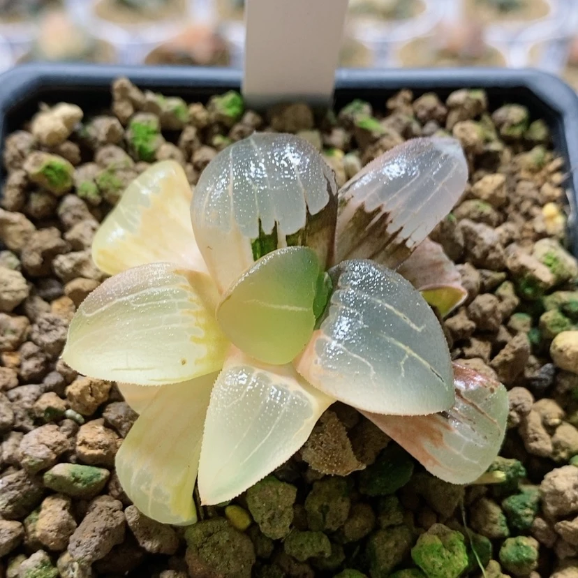 【闪购商品】116丸叶糯阿锦