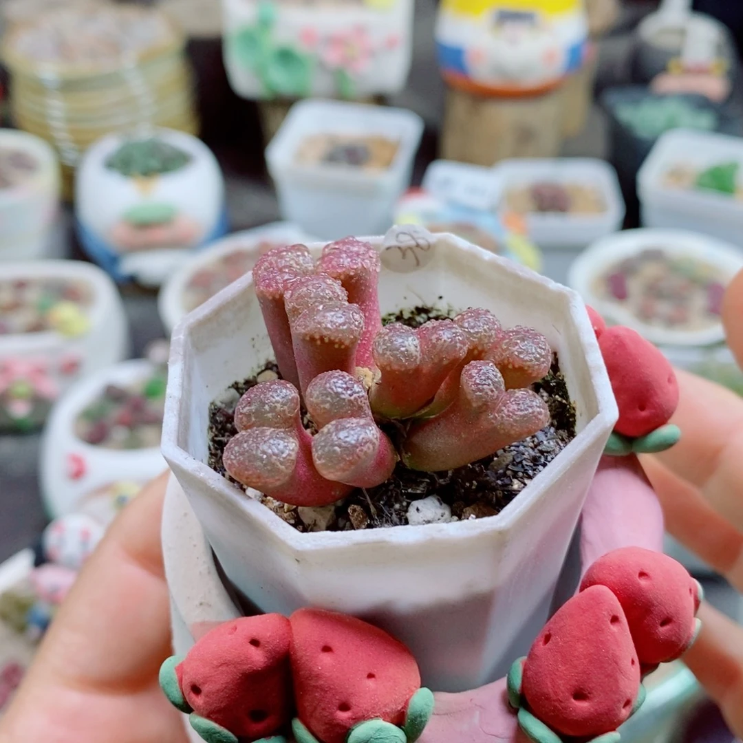 鲸***落生石花花花花花花829