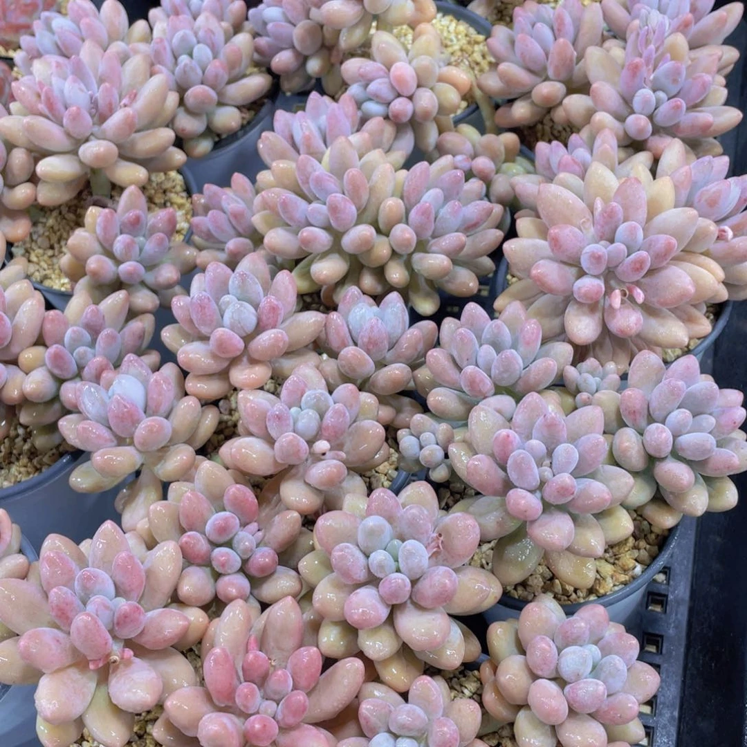 量拍27号 老桩多头汤圆大群一个