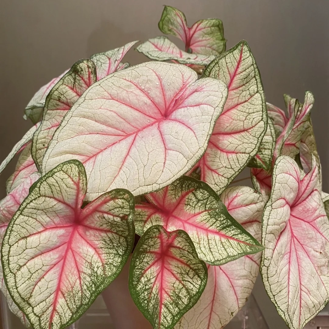 夏日微风彩叶芋【红脉大叶】热植耐热种球多年生室内懒人绿植ins风