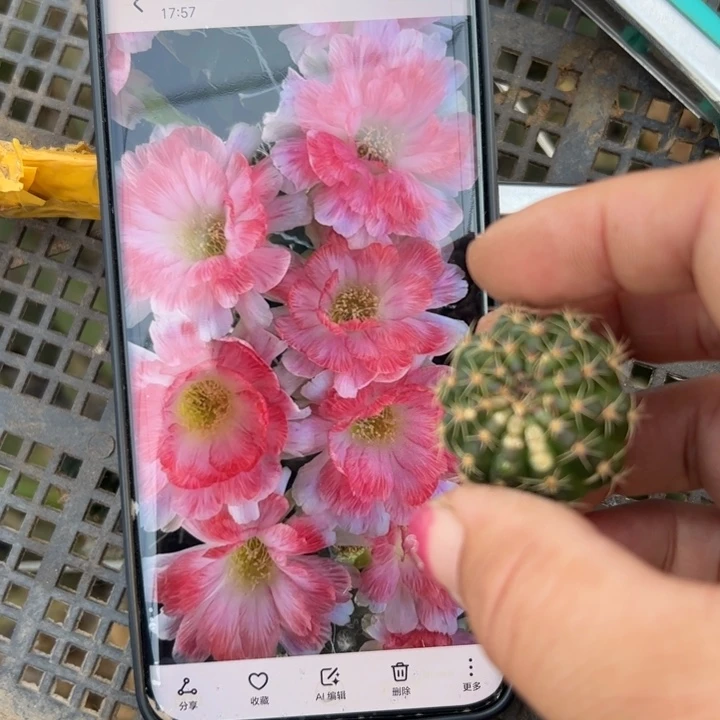 秋***舞23丽花美花7歪虫咬无根侧芽3公分左右