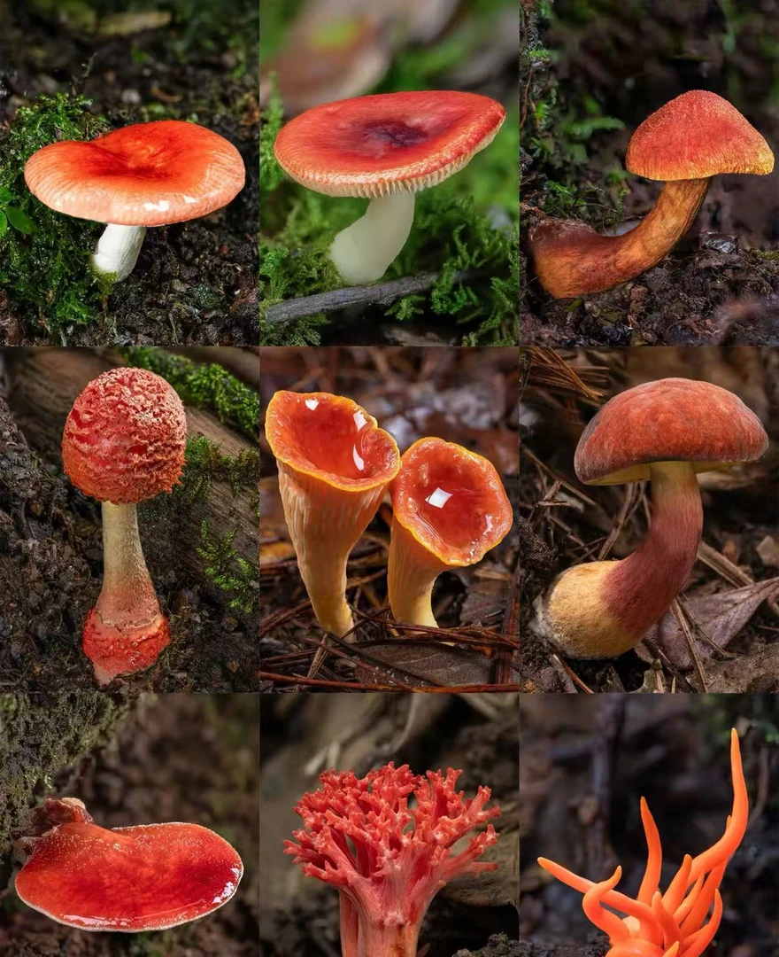 1【X-土特产-D】净含量：2g-50g【阿徐现收】1012