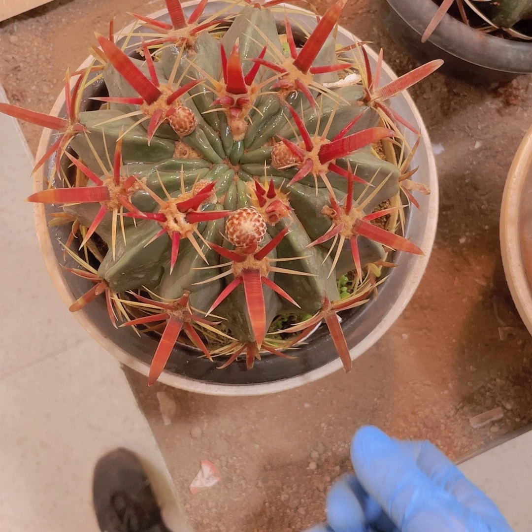 无花朵顺风顺水？顺风顺水