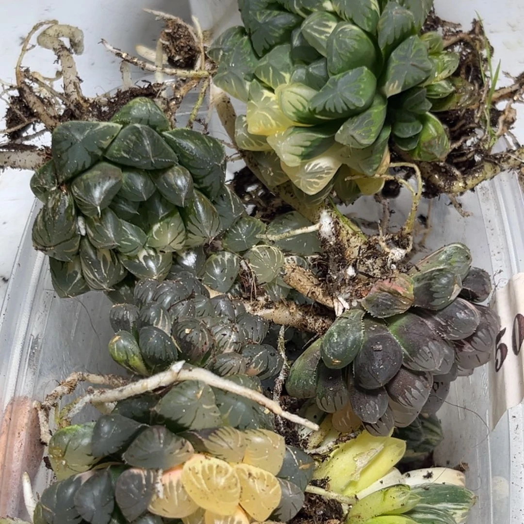 十二卷多肉植物1764十棵裸根