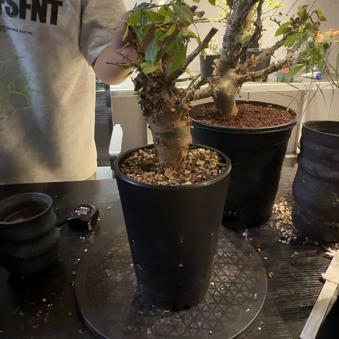 索马里玛丽熟桩一个