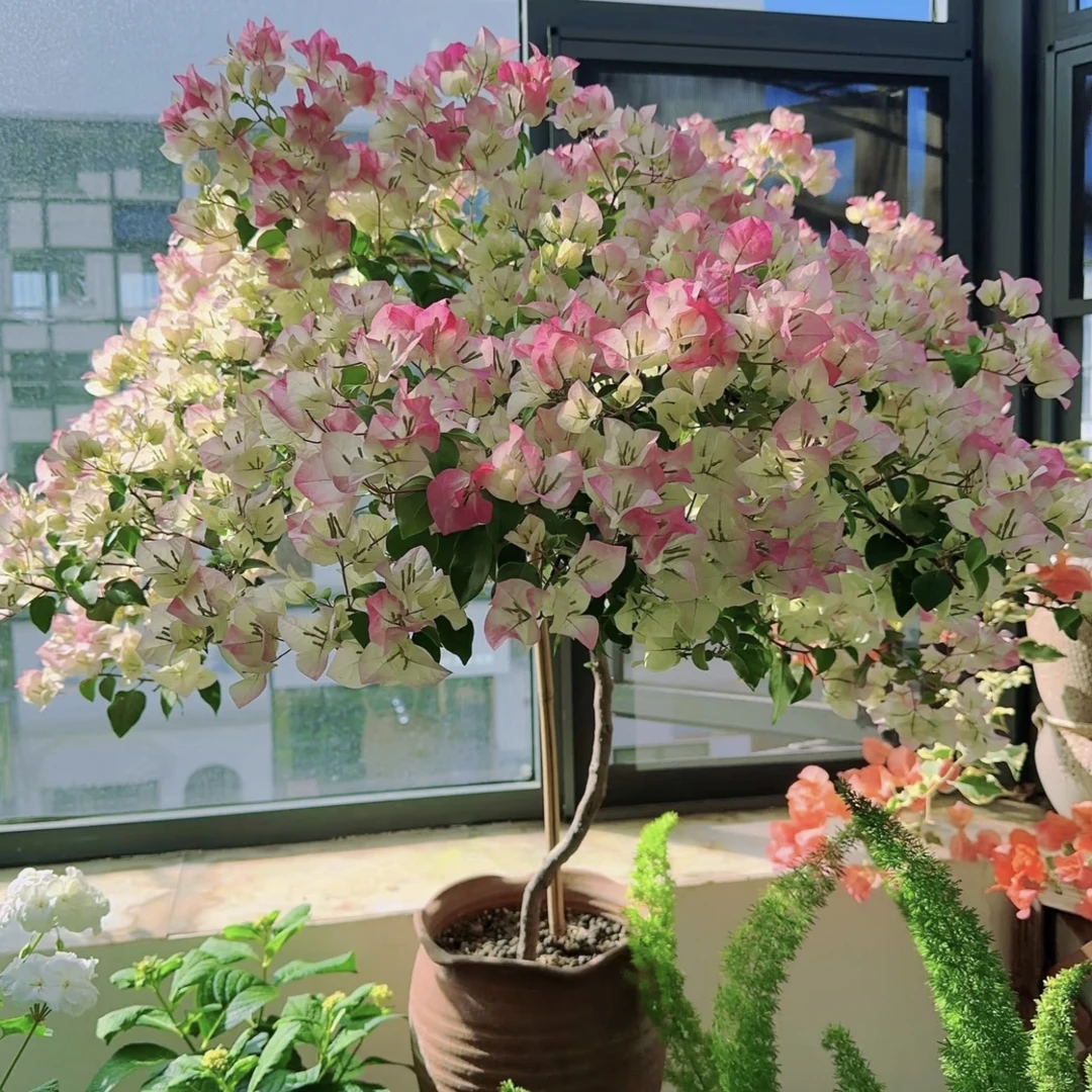 【绿樱】 三角梅盆栽庭院阳台爆花强花卉新手易养护