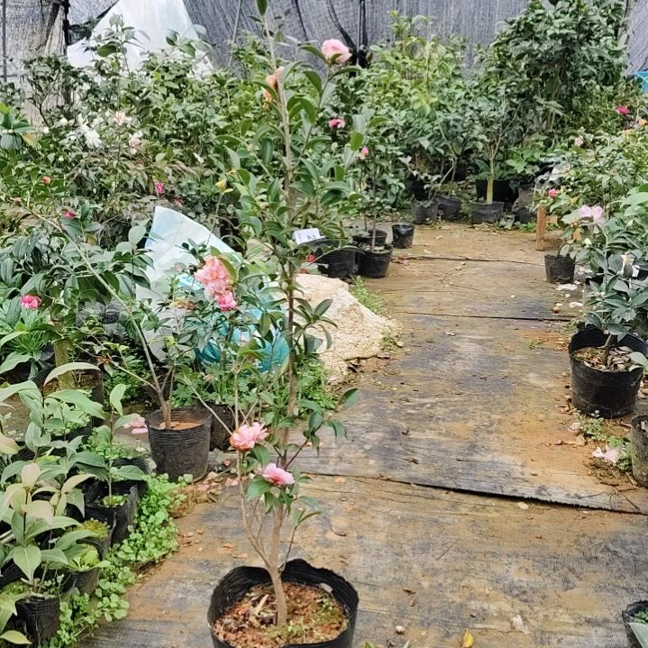 大部分开放少量花苞乙女茶梅296