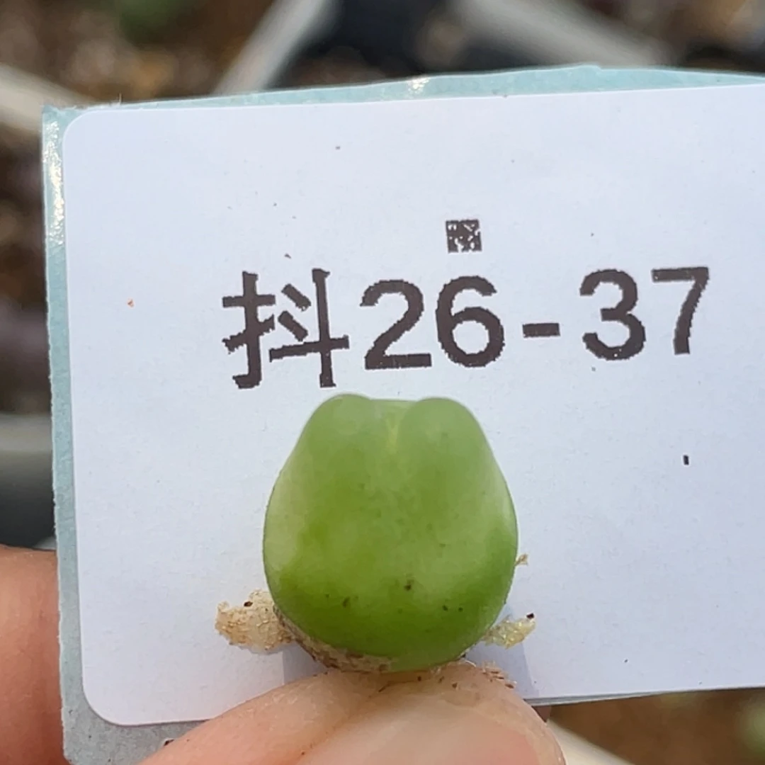 26-37拉登多肉植物