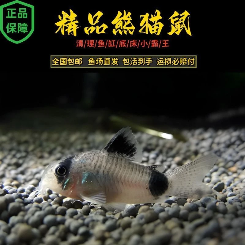 熊猫鼠鱼等多种观赏活体鼠鱼清洁工具鱼适合热带鱼缸