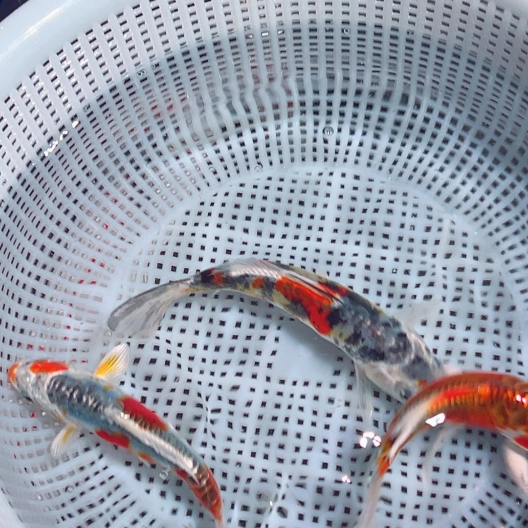 锦鲤锦鲤观赏鱼888