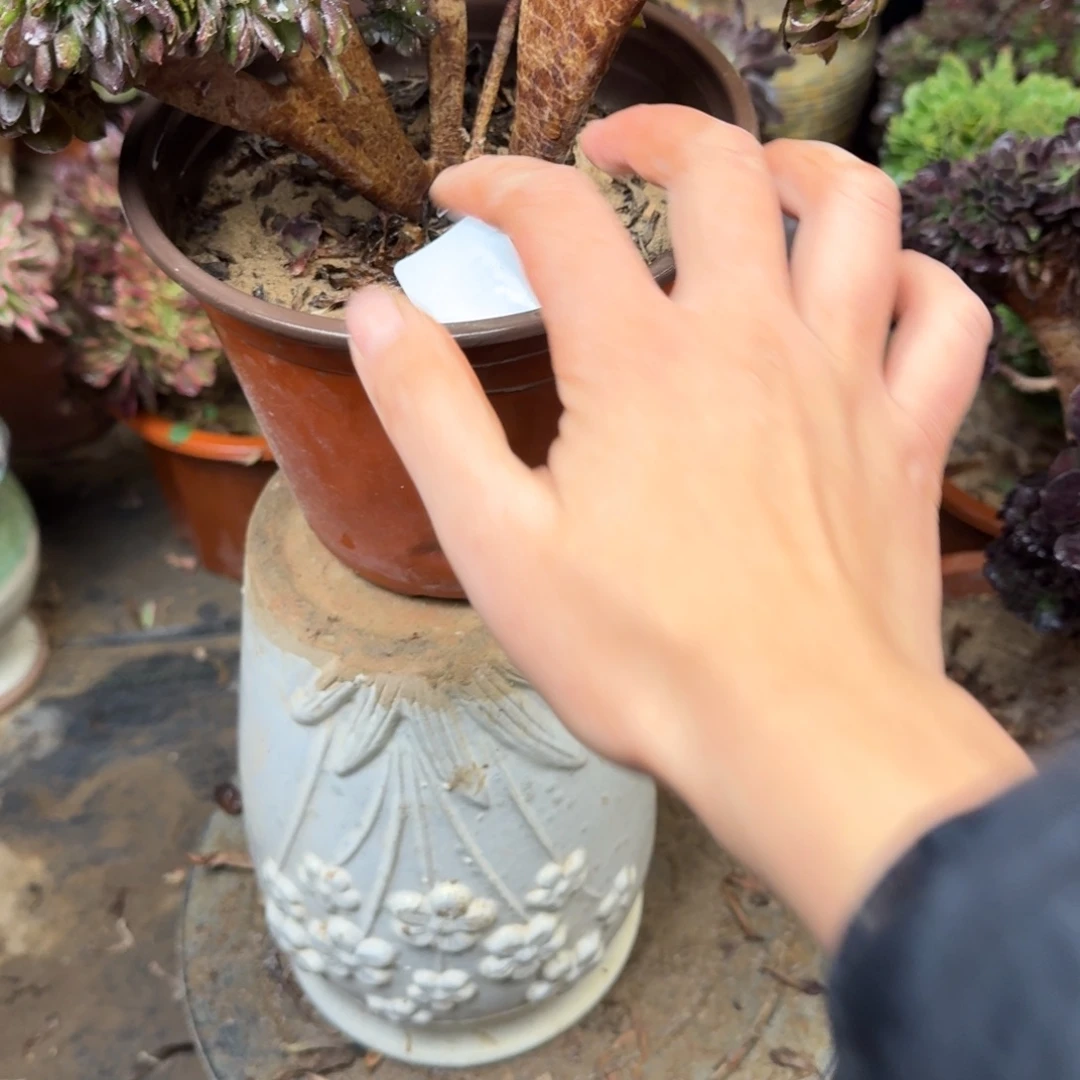 835荷兰缀化法师多肉