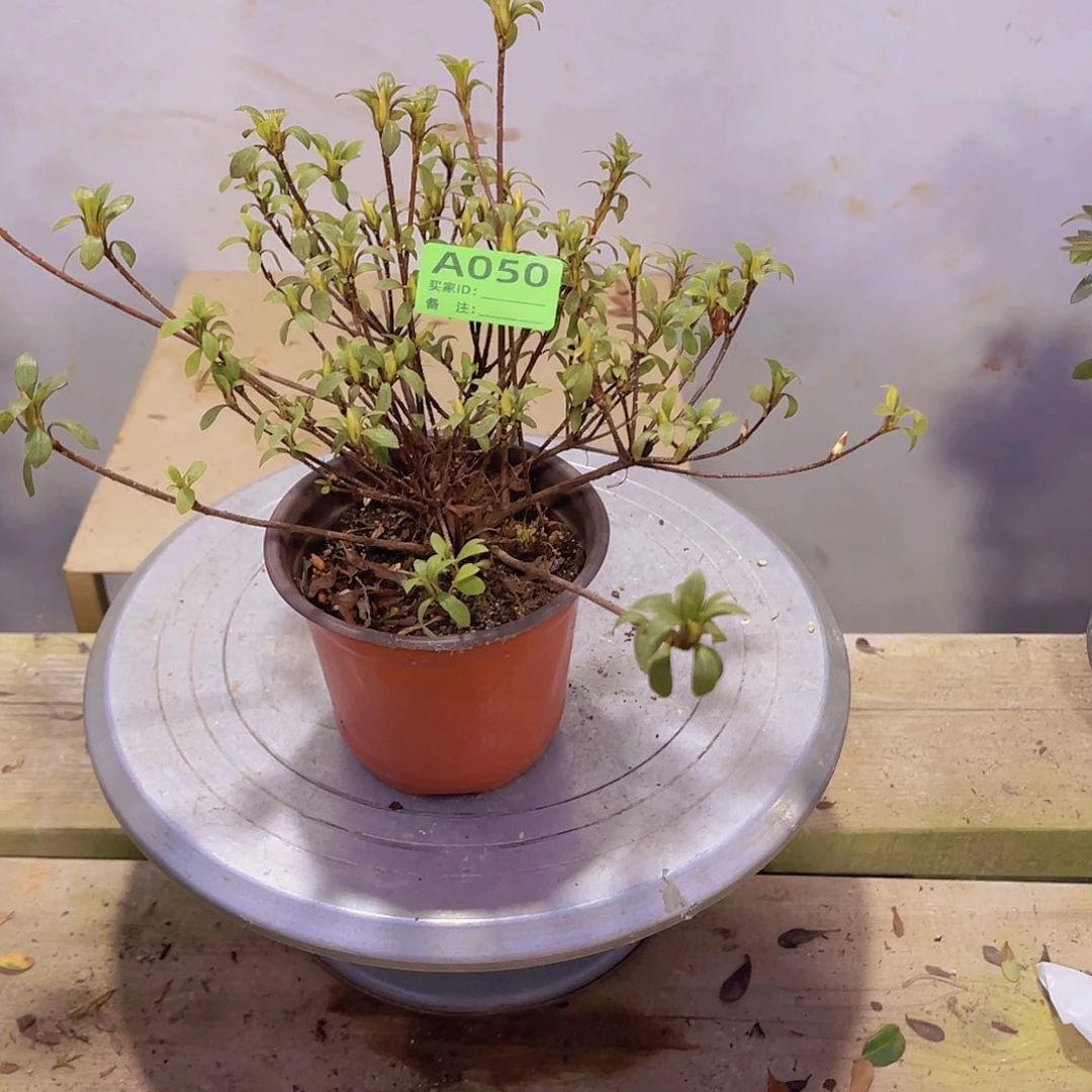 红陶直播时间一定一起