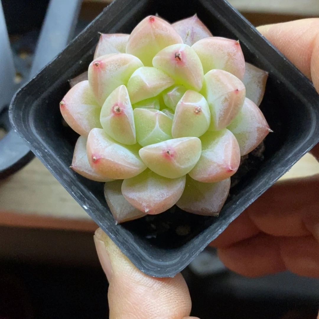精品多肉一物一一拍不包整94