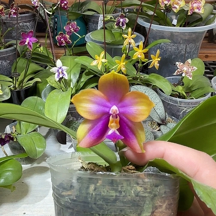 大部分开放少量花苞