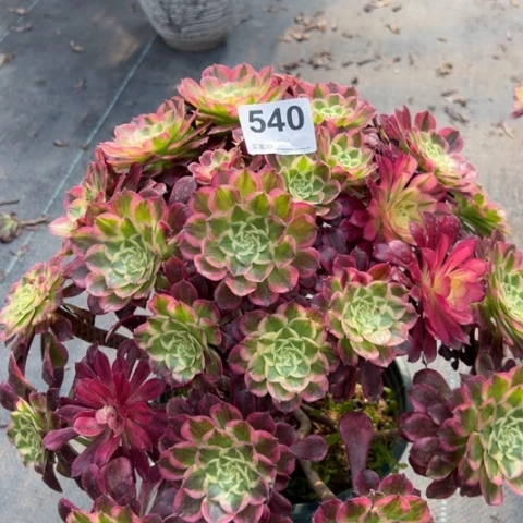 540天合朵朵35厘米左右