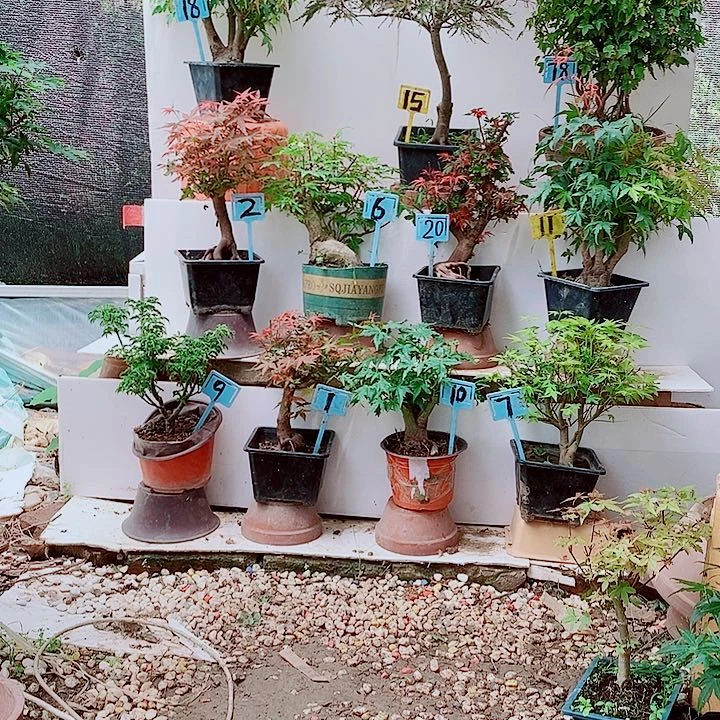 完全开放老桩山红叶，大放漏