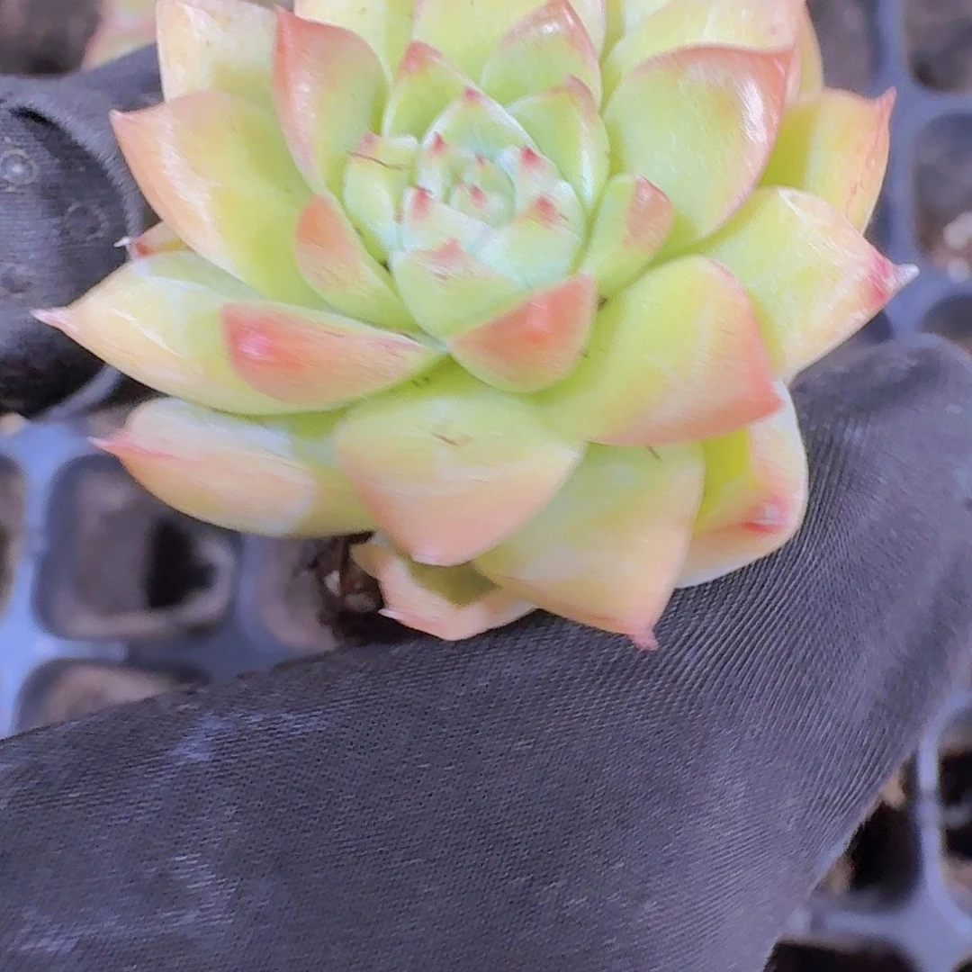 精品麦盖多肉植物
