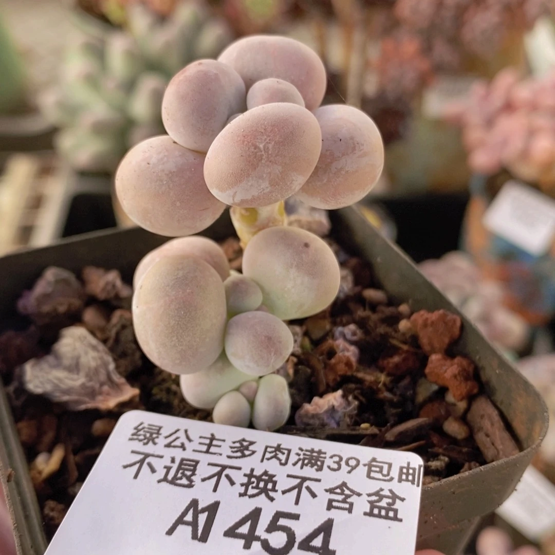 橙奶4cm454多肉植物