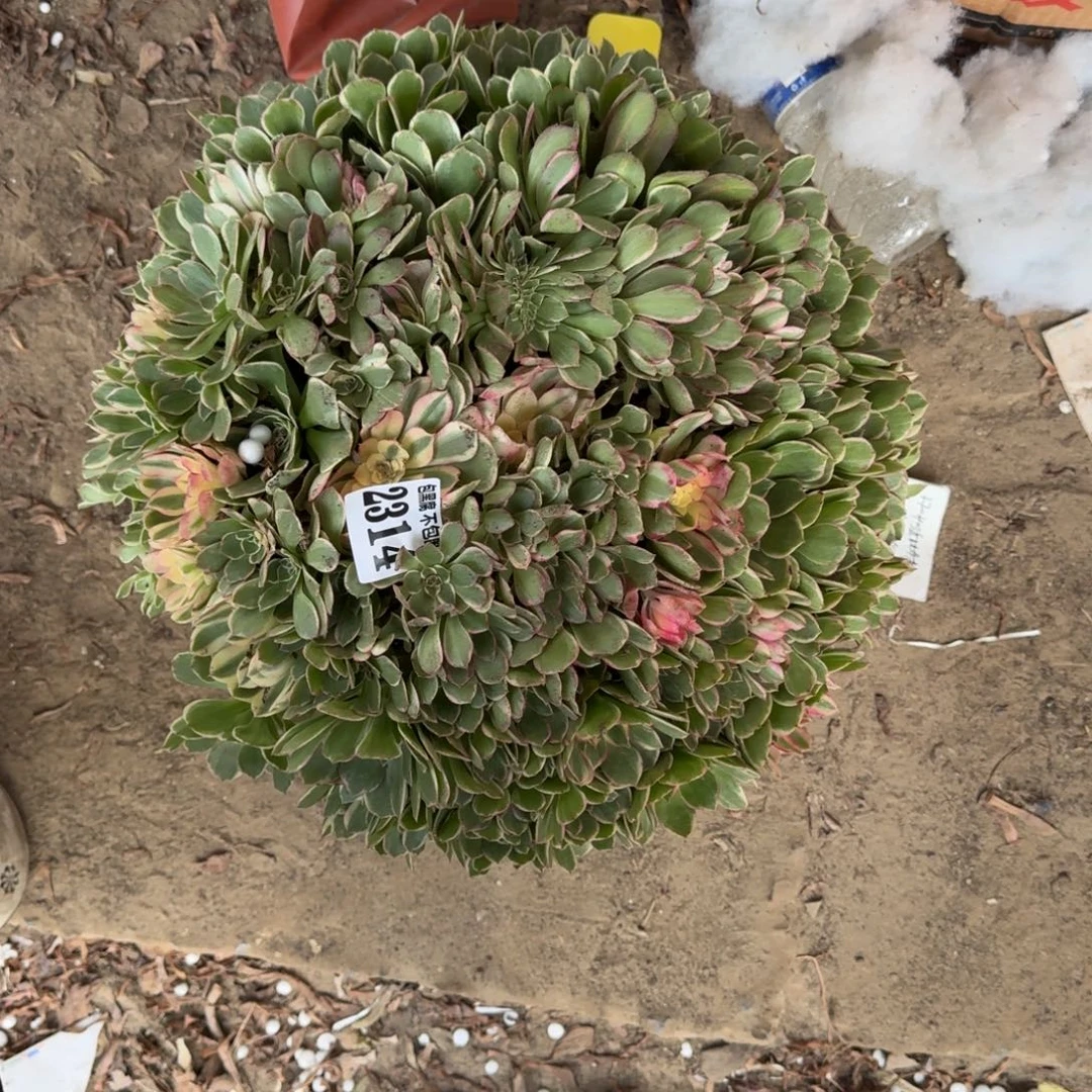 18-2法师丘比特2314