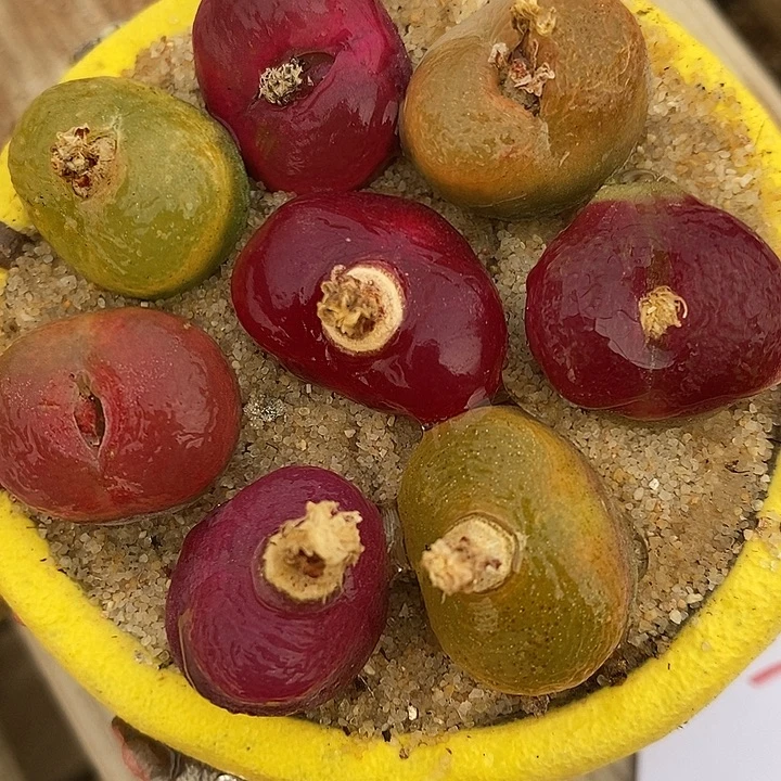 30113彩蟠桃一组。