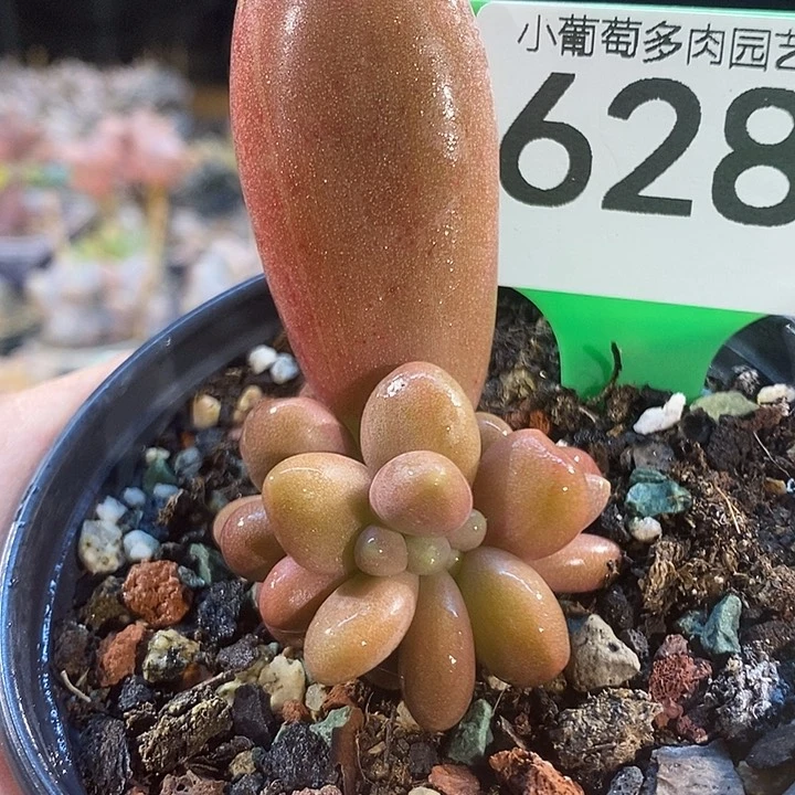 糖果628号的啊啊啊多肉啊啊啊