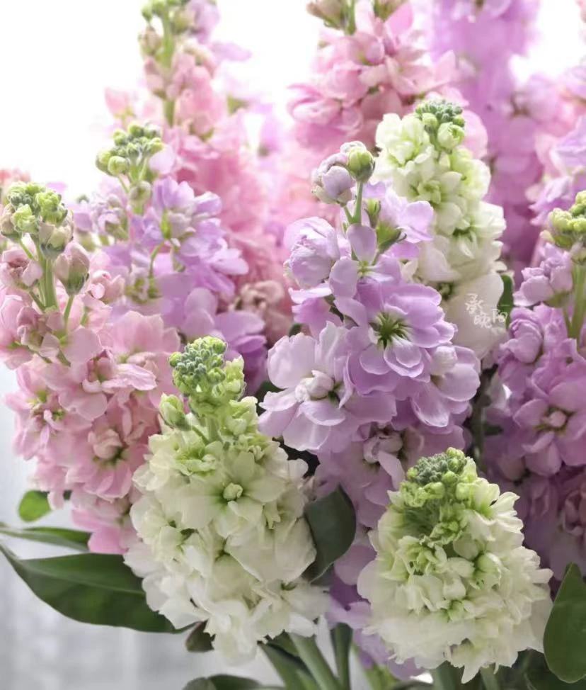 鲜花【紫罗兰】同地址两单京东或顺丰送货上门+配草1扎