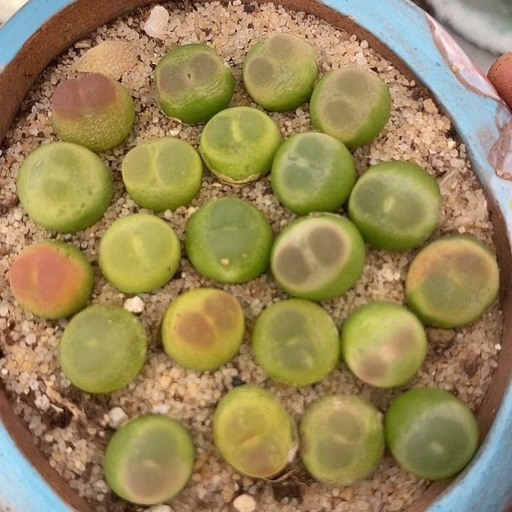 28516拉登样本一颗