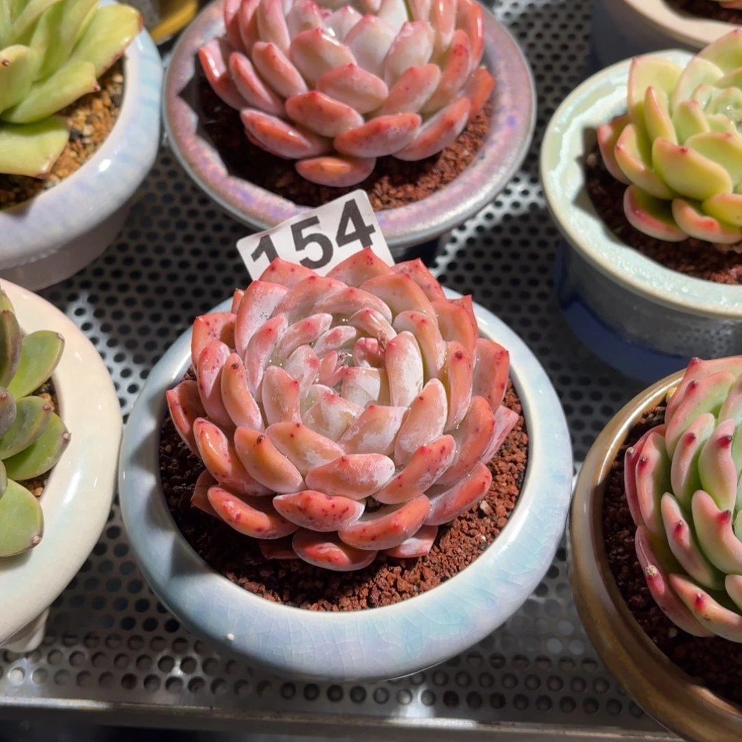 雪**绣橙梦露多肉带盆154