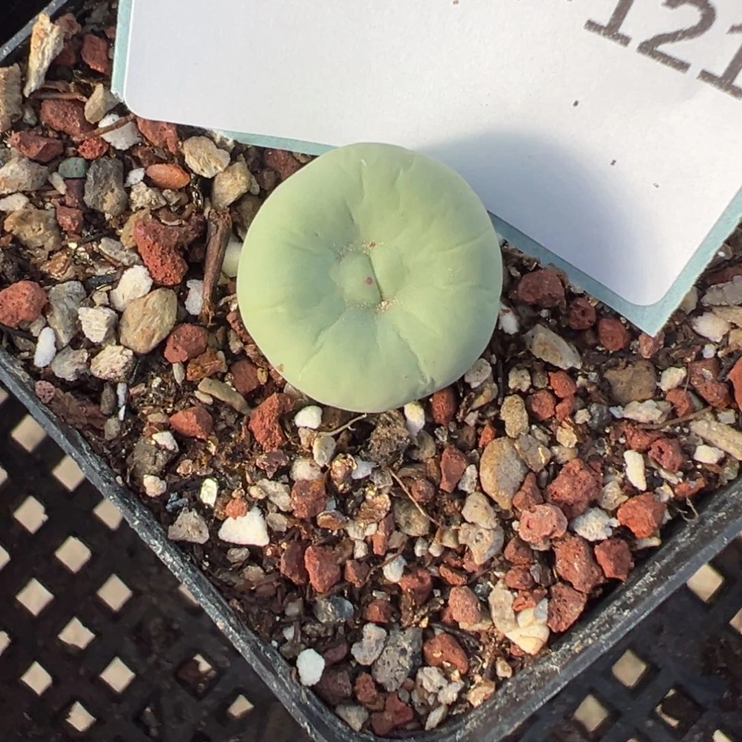 31-121肉锥多肉植物