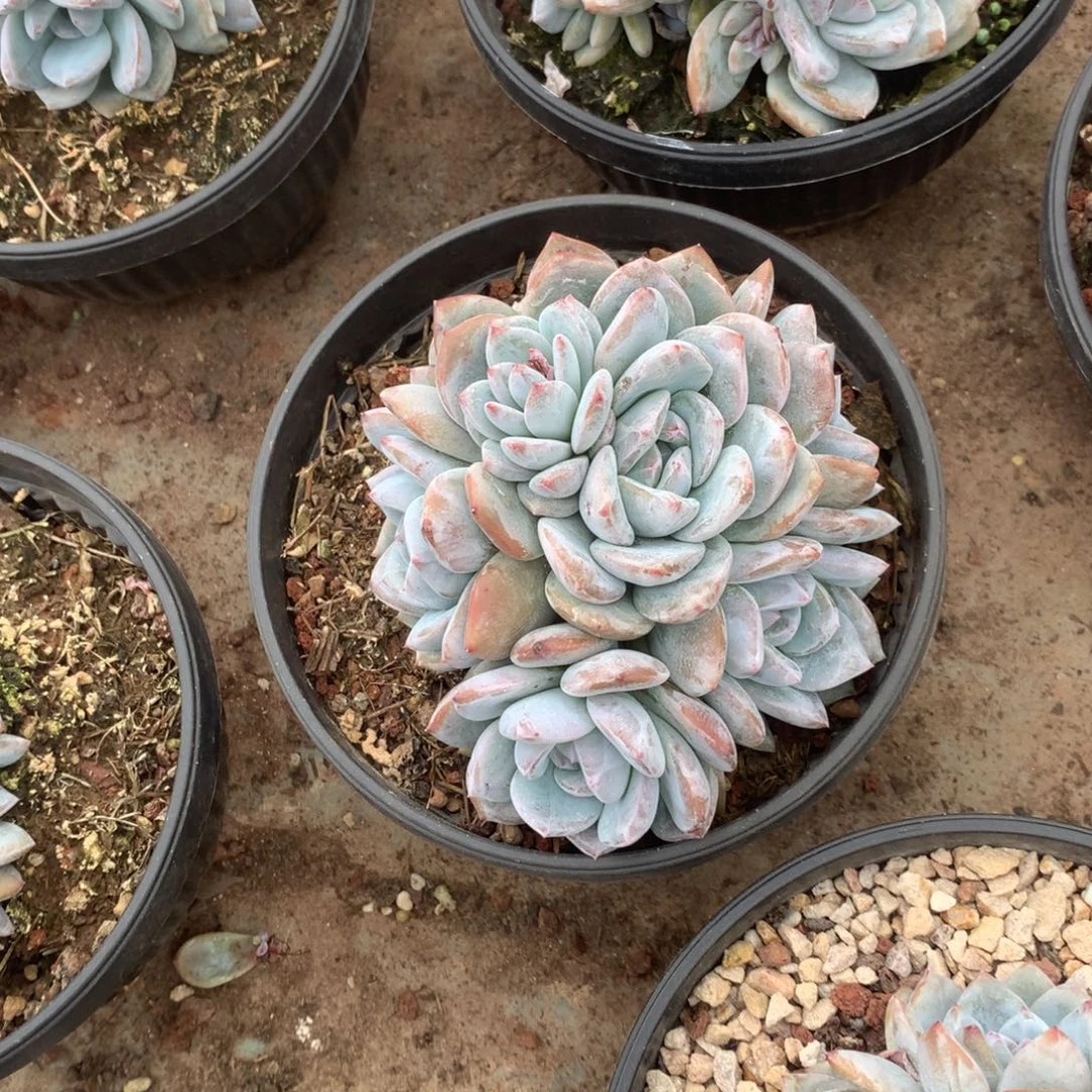 无花朵无砍花花花花花花花花29