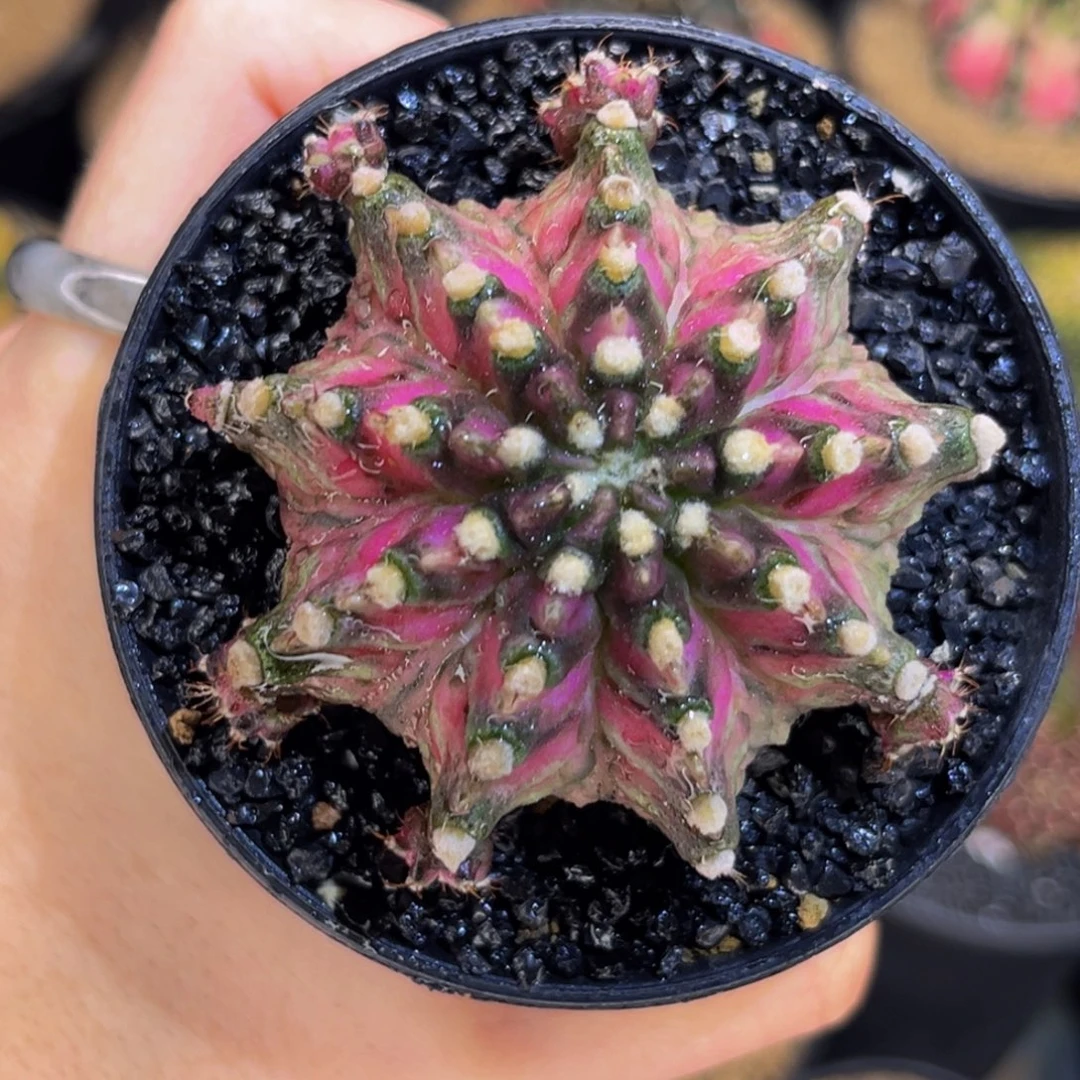 红莲哥斯拉海神 米哈仙人球