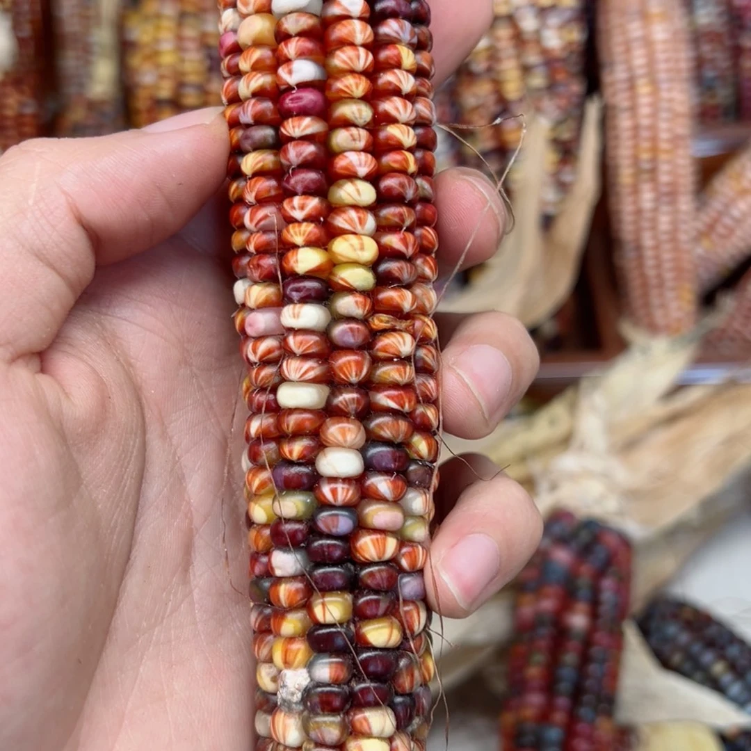 错*文玩玉米毛料精品