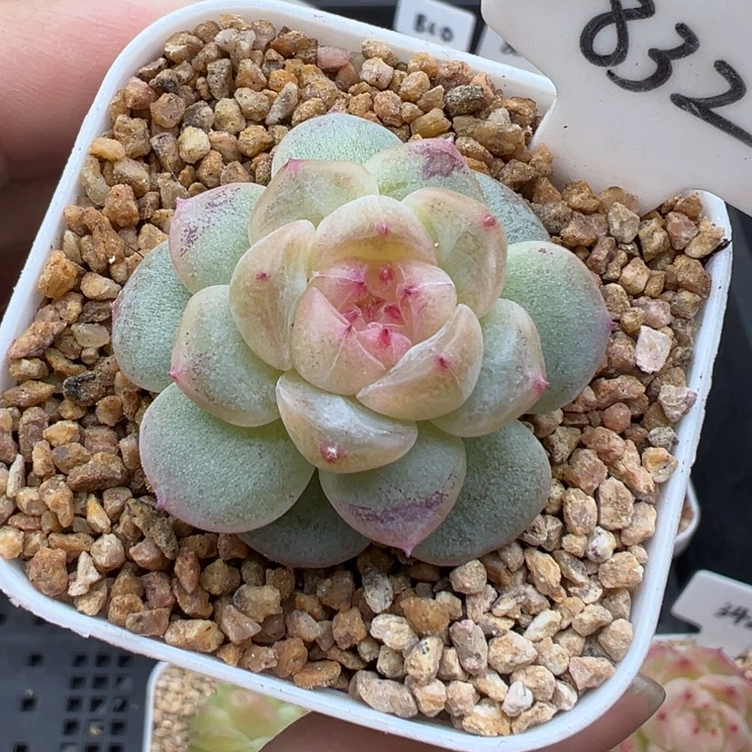 832号玩家货孤品 晗雨