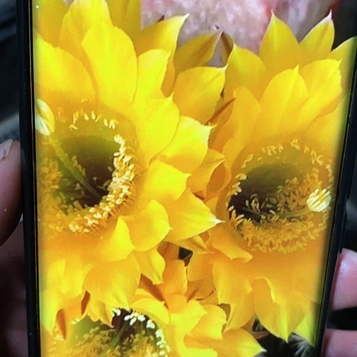 黄金刚 /侧芽歪20包邮/4–5公分