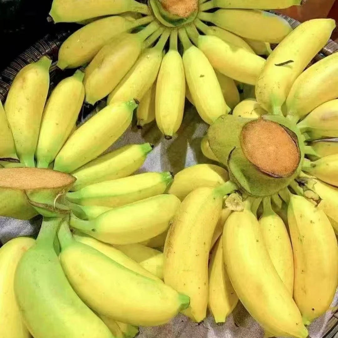 海南皇帝蕉25年应季网红水果薄皮甜糯皇帝蕉香甜软糯无添加自然熟