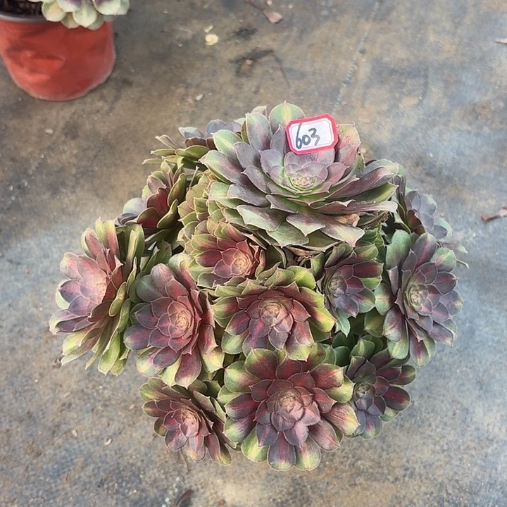 抹茶法师多肉603植物