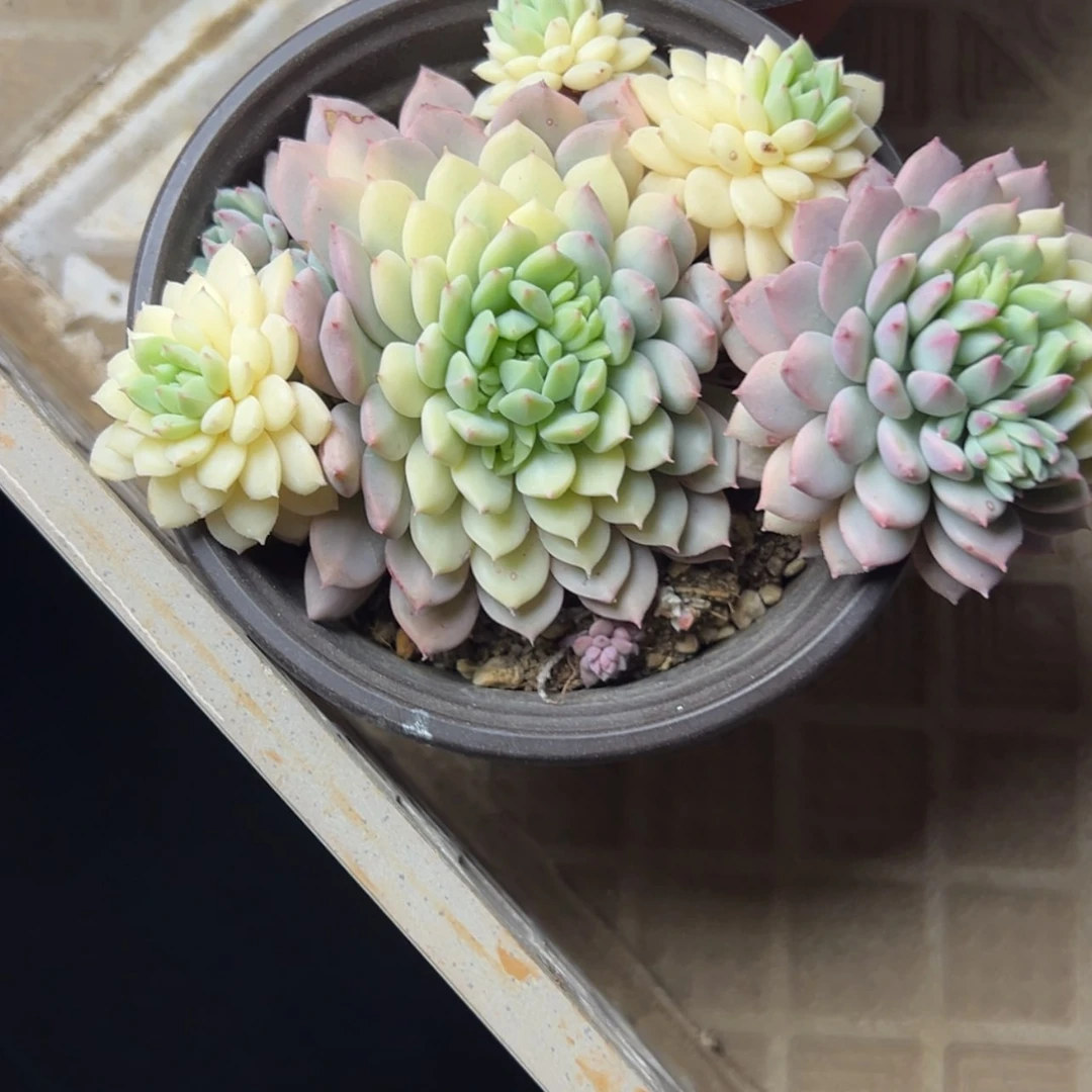 【闪购商品】锦多肉19.8