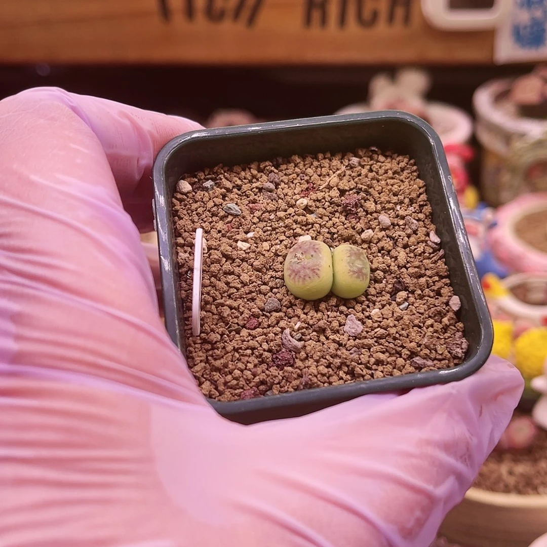 双头半状态拉登sp