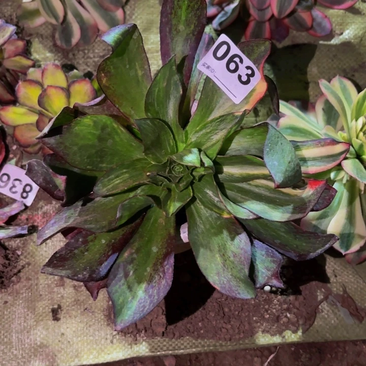 063魅影七彩多肉植物不售后